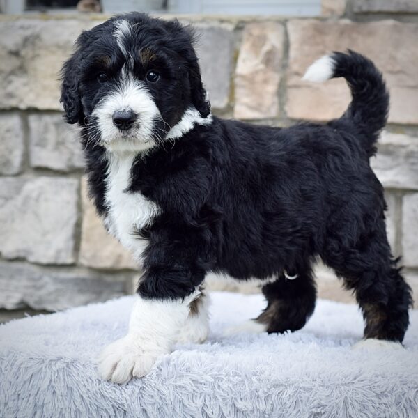 Mr. Reggie - Image 2