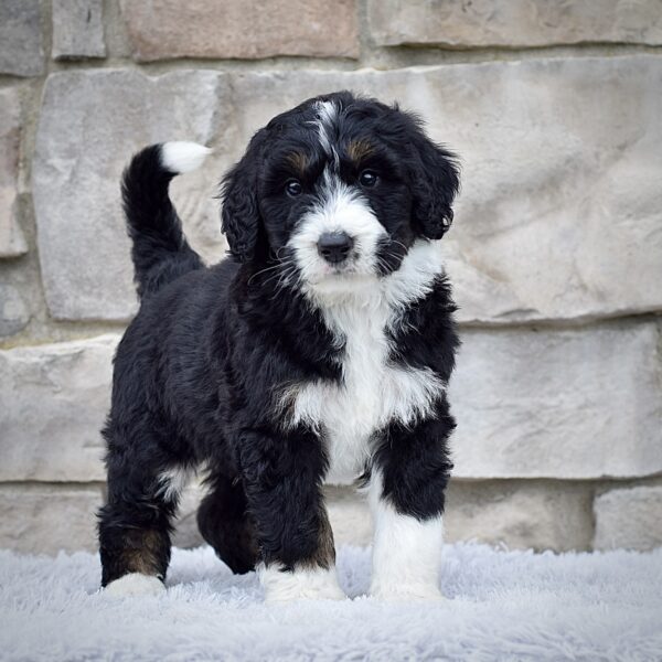 Mr. Reggie