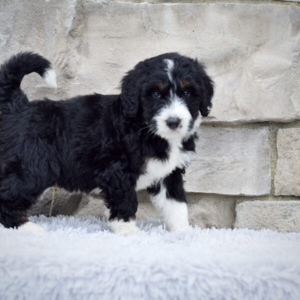 Mr. Reggie - Image 3