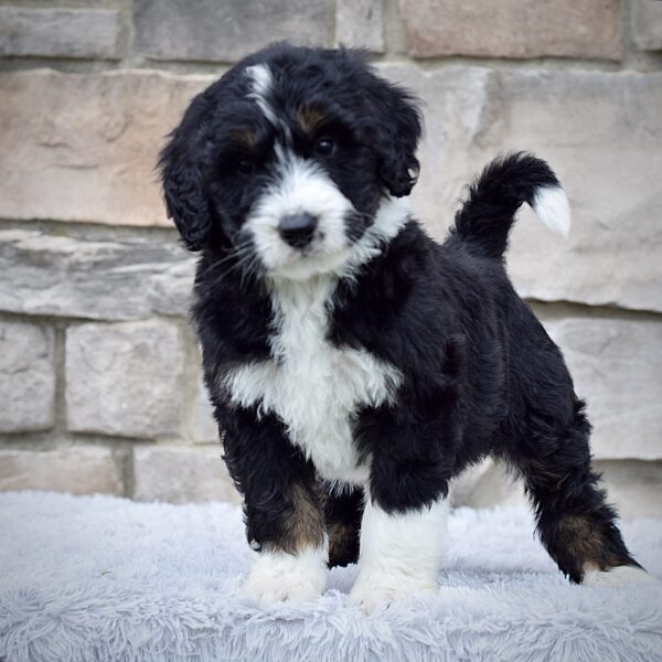 Mr. Reggie - Image 4