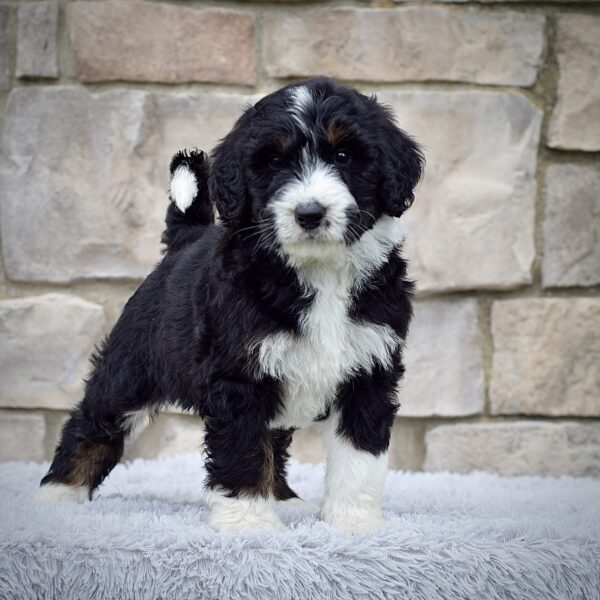 Mr. Reggie - Image 5