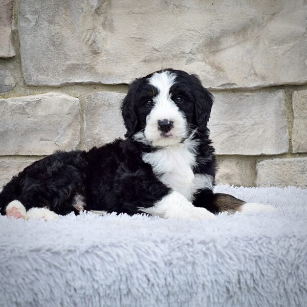Mr. Rodney - Image 5