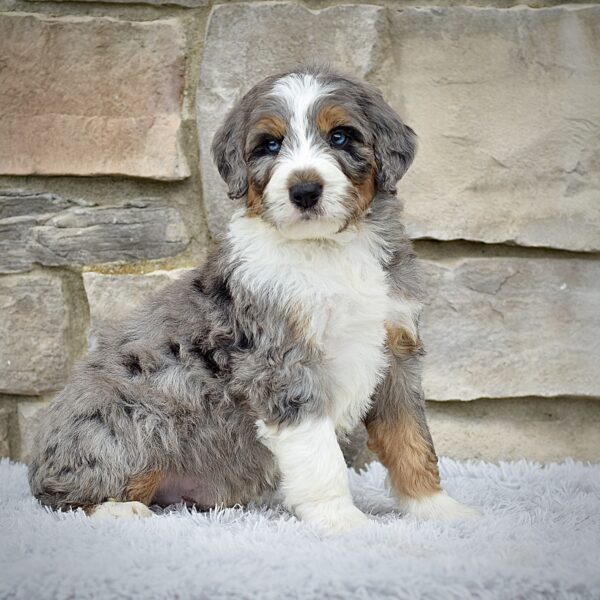 Frankie  (Mr. Ringo) - Image 2