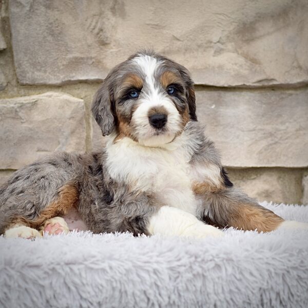 Frankie  (Mr. Ringo) - Image 3