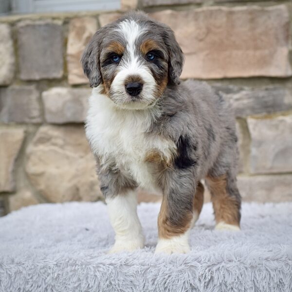 Frankie  (Mr. Ringo) - Image 5