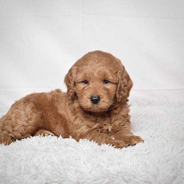 Mr. Sarge - Image 5