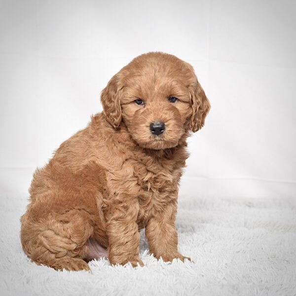 Mr. Sarge - Image 6