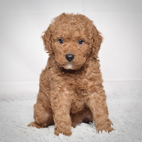 Mr. Scotty - Image 8