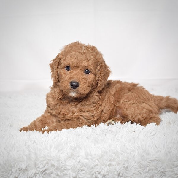 Mr. Scotty - Image 6