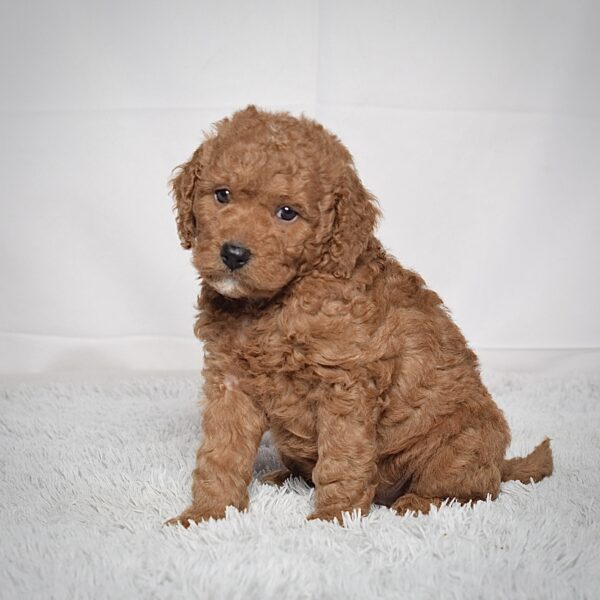 Mr. Scotty - Image 7