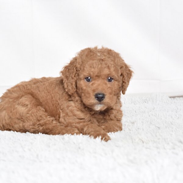 Mr. Scotty - Image 5