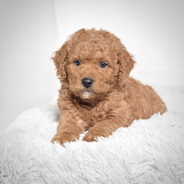 Mr. Scotty - Image 2