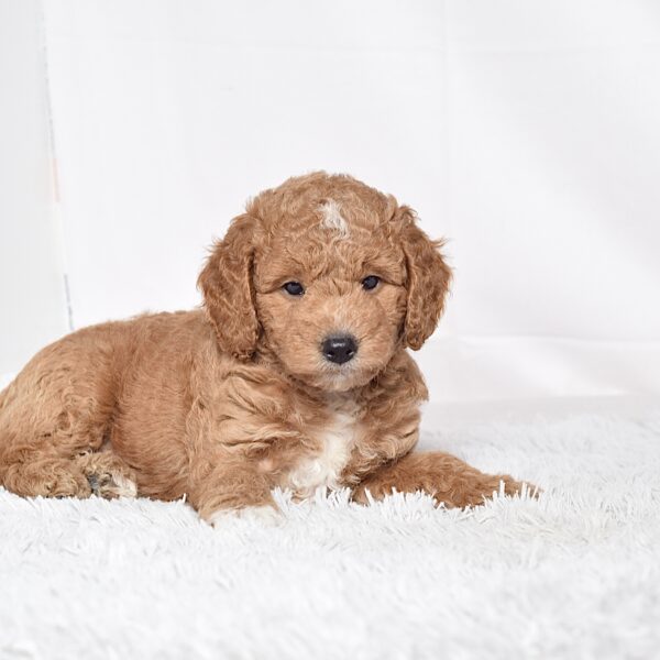 Mr. Nikki - Image 9