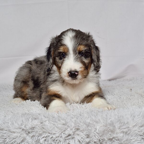 Mr. Jax - Image 2