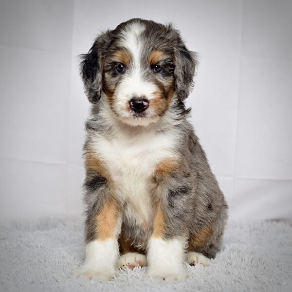 Mr. Jax