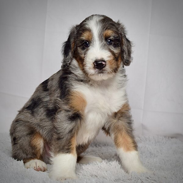 Mr. Jax - Image 5