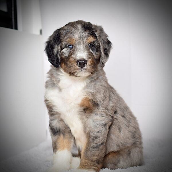Mr. Jace