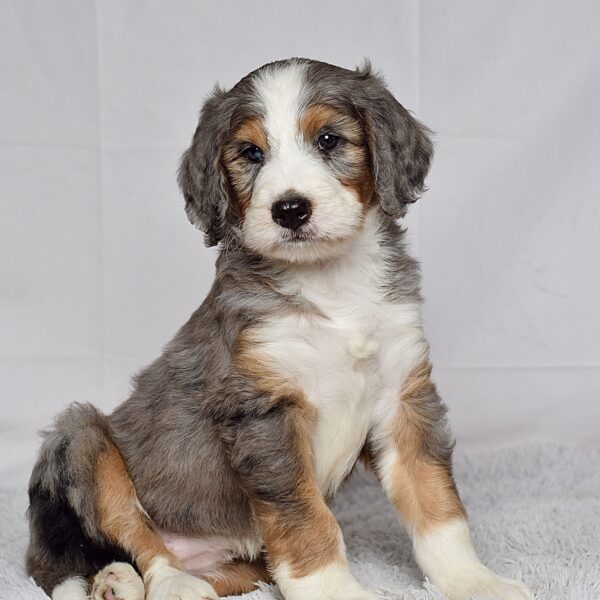 Ms. Josie - Image 5