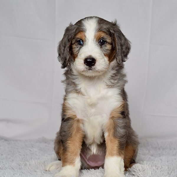 Ms. Josie - Image 4