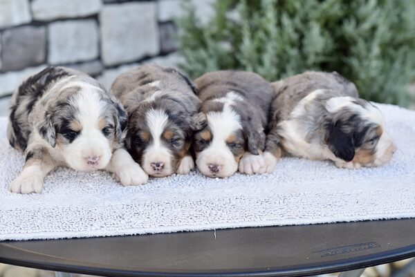 Upcoming Bernedoodles - Image 3