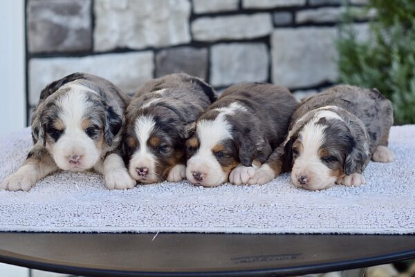 Upcoming Bernedoodles