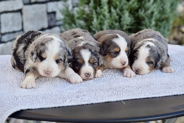 Upcoming Bernedoodles - Image 2