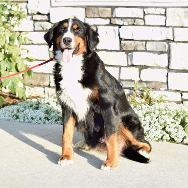 Upcoming Bernedoodles - Image 5