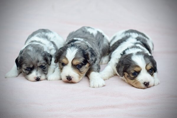 Upcoming Cavapoos - Image 4