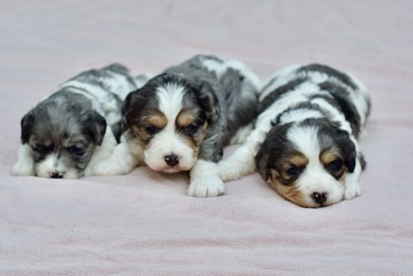 Upcoming Cavapoos