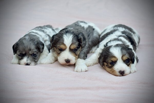Upcoming Cavapoos - Image 3
