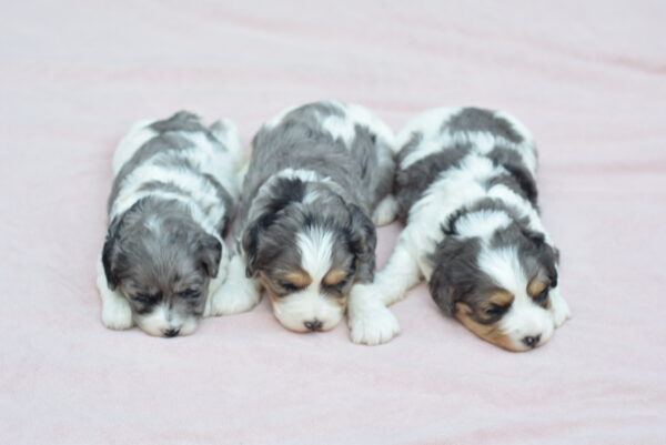 Upcoming Cavapoos - Image 2