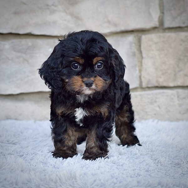 Ms. Annie - Image 2