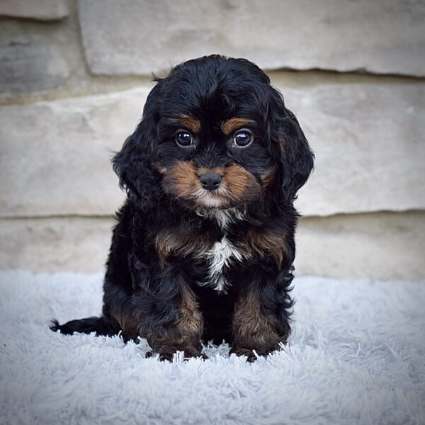 Ms. Annie - Image 3