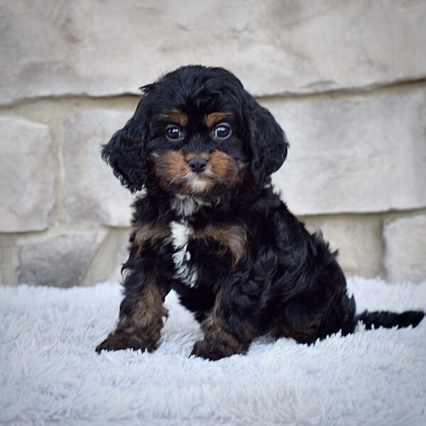 Ms. Annie - Image 4