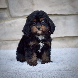Ms. Annie