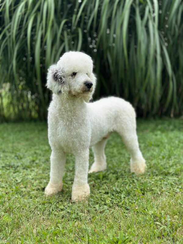 Upcoming Bernedoodles - Image 6