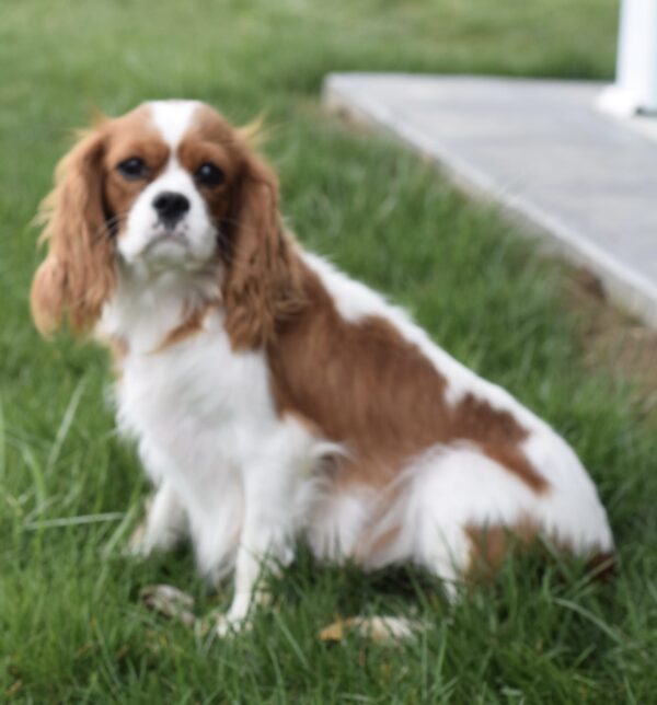 Upcoming Cavapoos - Image 6