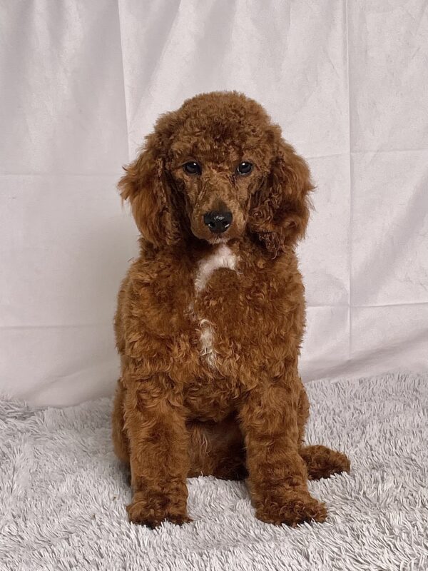 Upcoming Cavapoos - Image 3