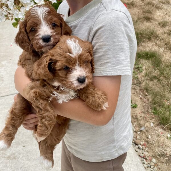 Upcoming Cavapoos - Image 2