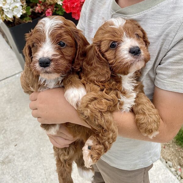 Upcoming Cavapoos