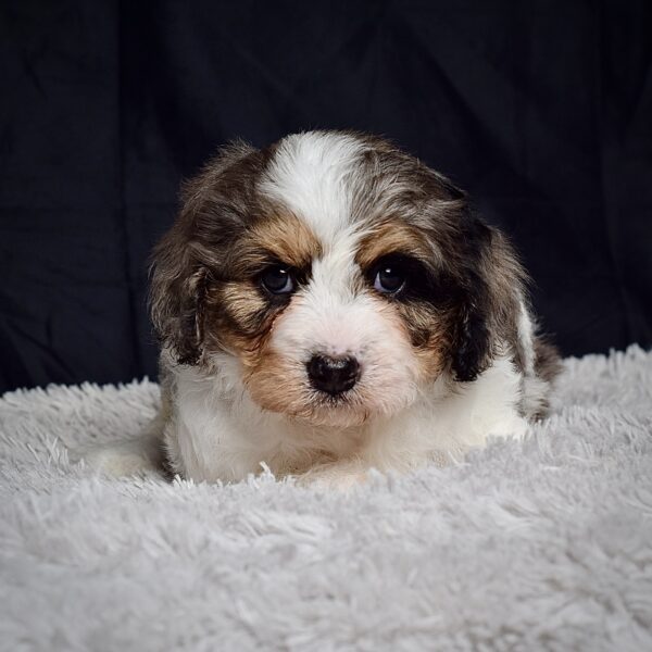 Mr. Arlo - Image 3