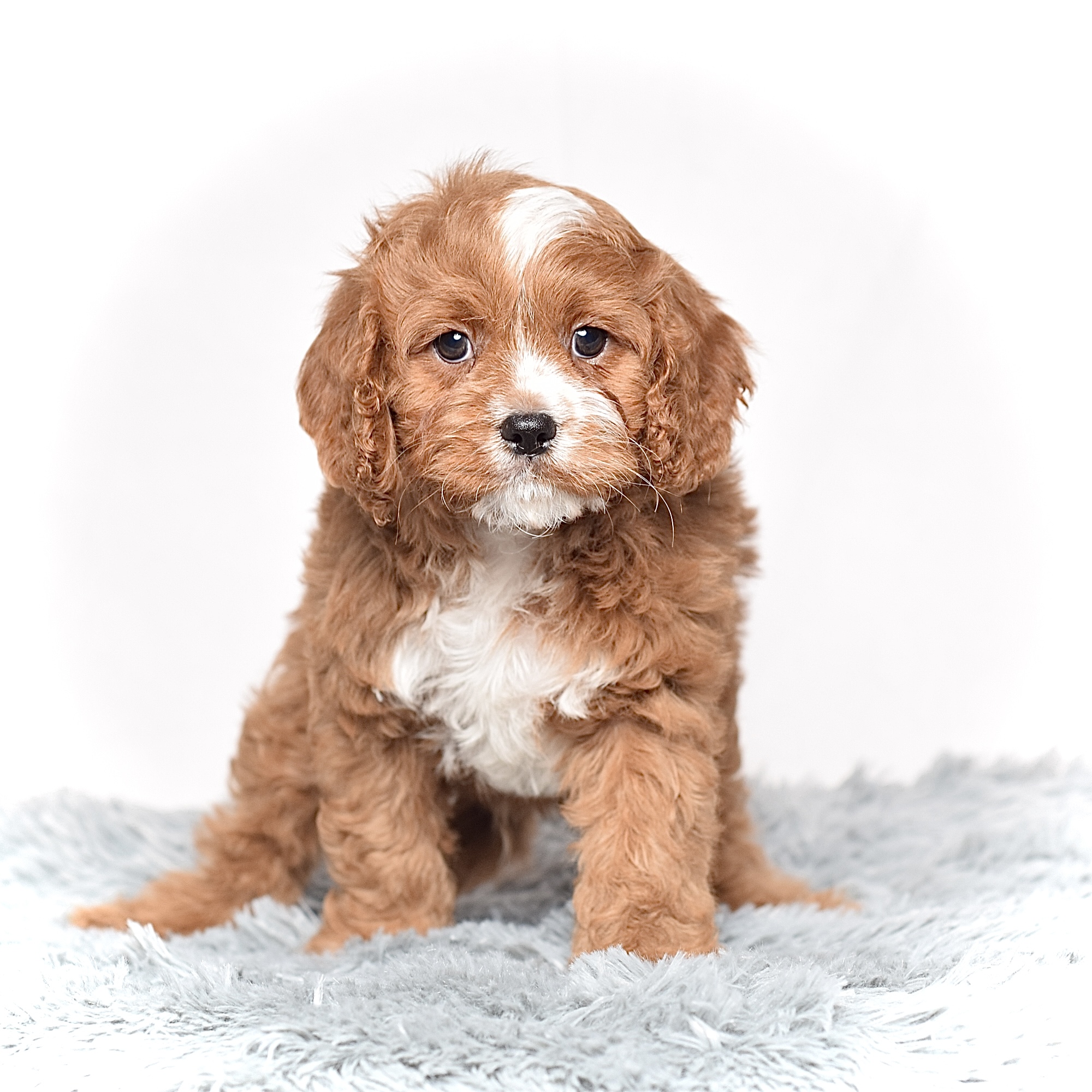 Mr. Charlie - Image 2