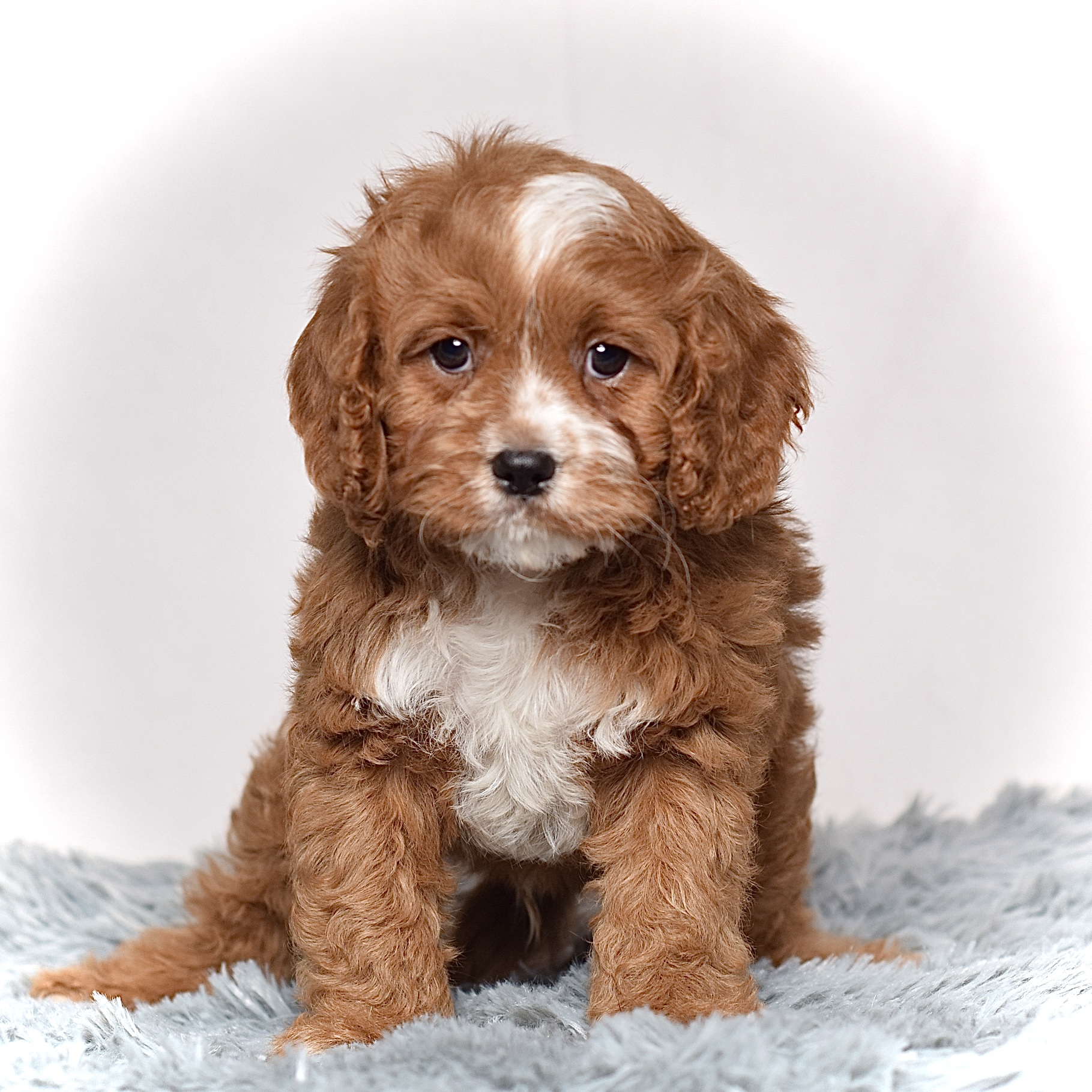 Mr. Charlie - Image 3