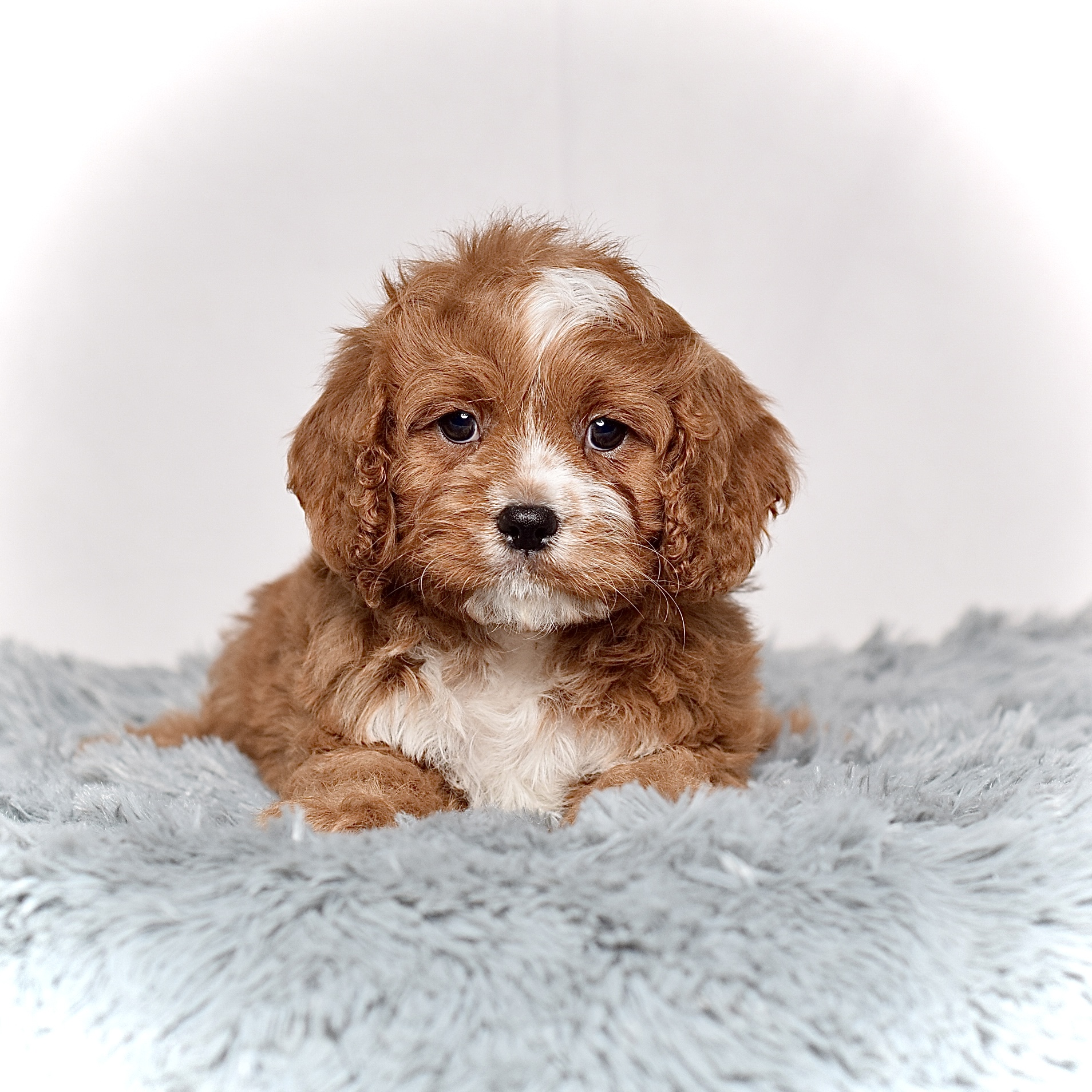 Mr. Charlie - Image 4