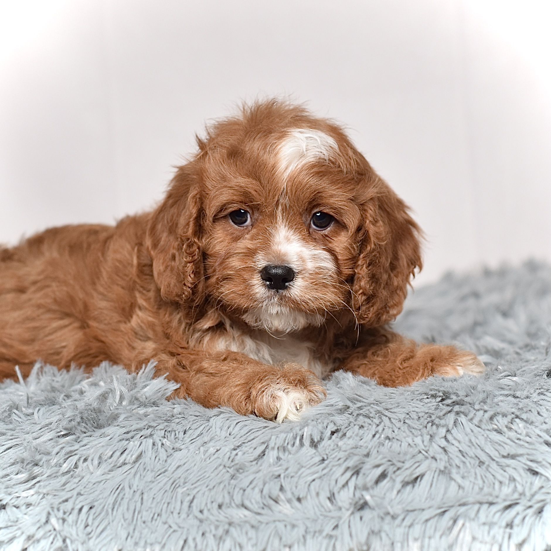 Mr. Charlie - Image 5