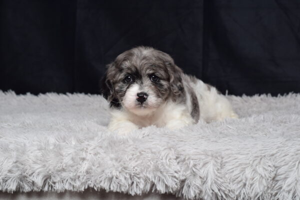 Ms. Autumn - Image 9