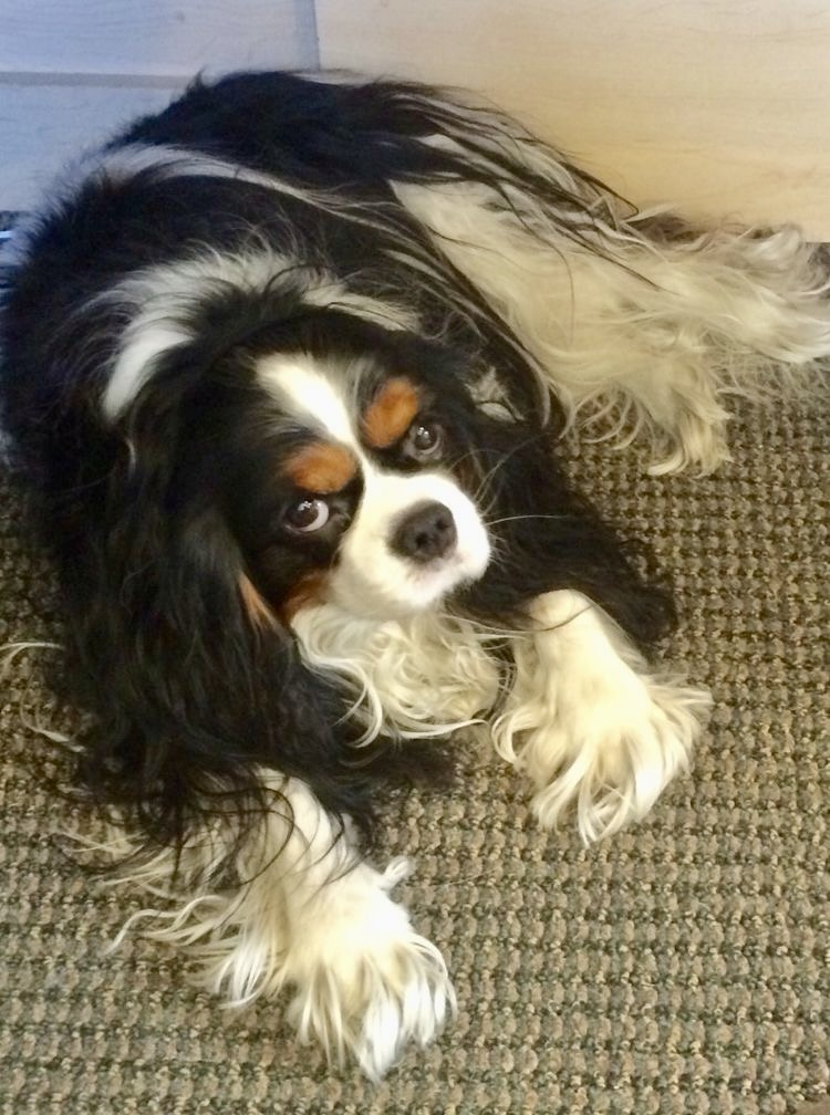 Mr. Charlie - Image 6