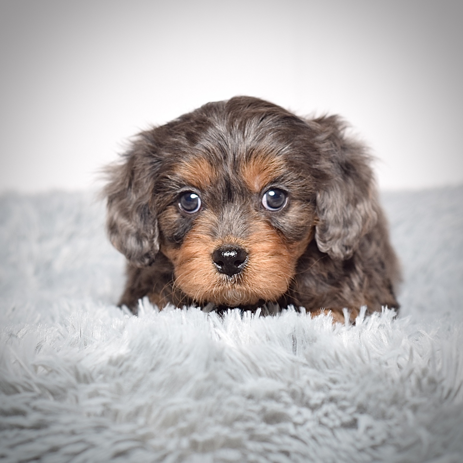 Mr. Alonzo - Image 7