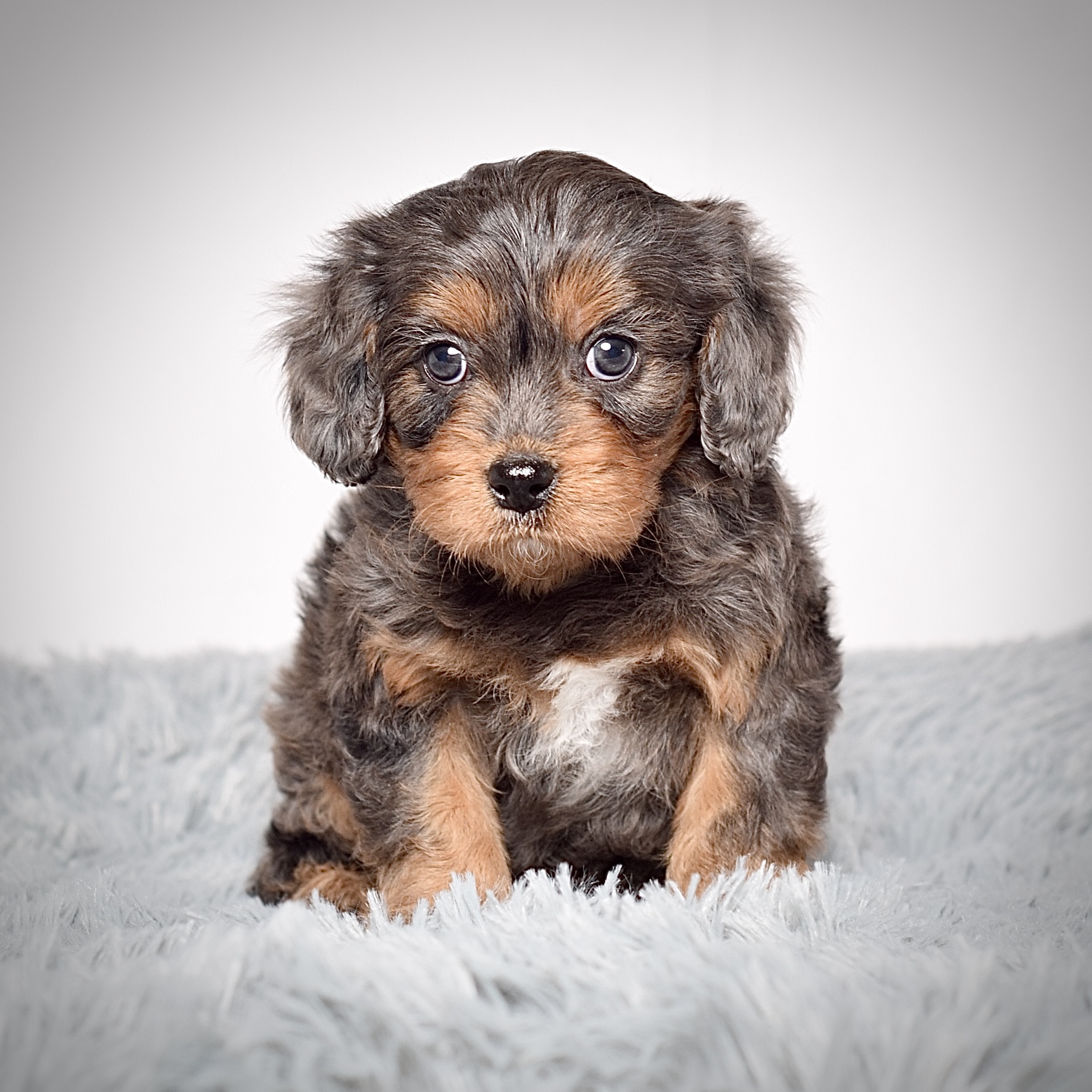 Mr. Alonzo - Image 2