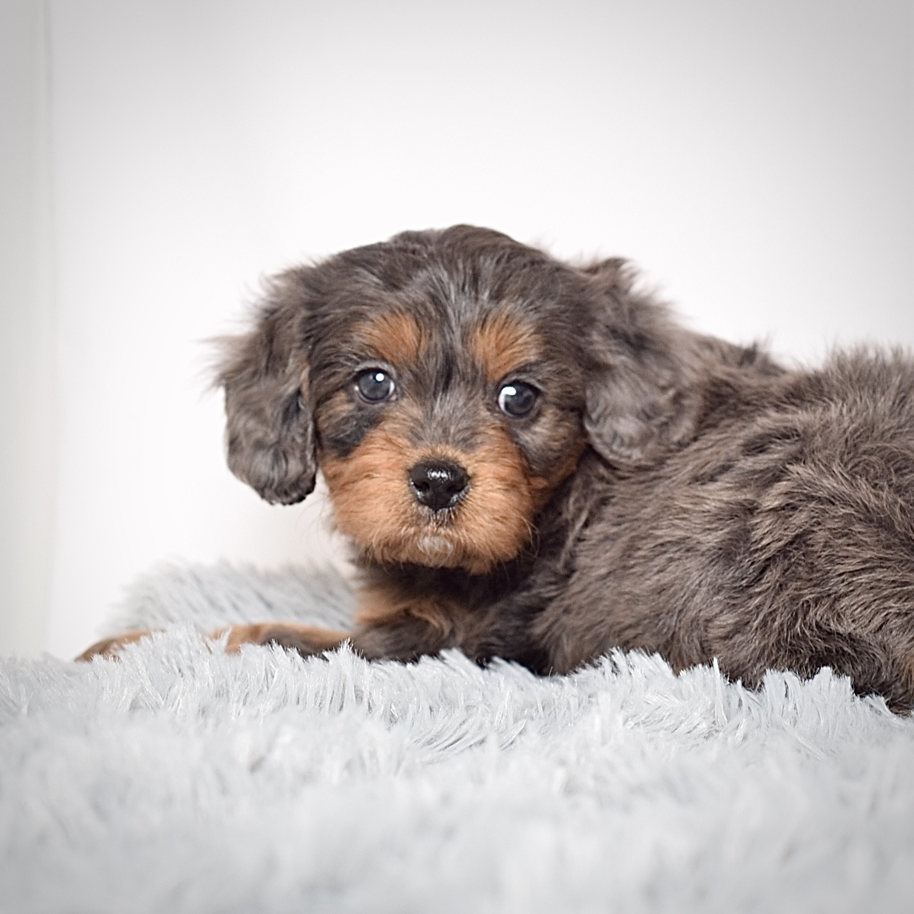 Mr. Alonzo - Image 3